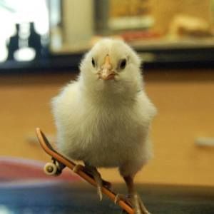 Meet your Posher, Elise